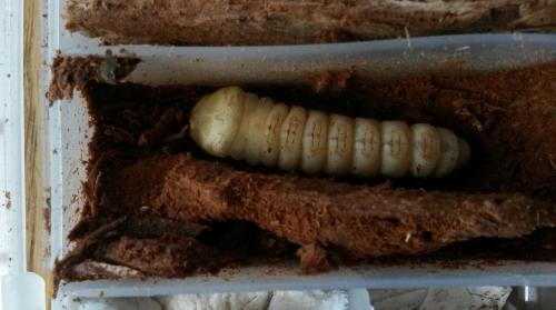 Aegosoma scabricorne